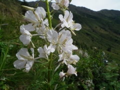 Epilobium angustifolium