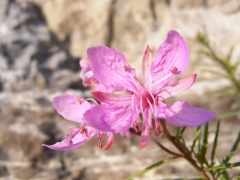 Epilobium dodonaei