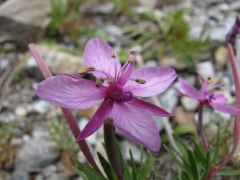 Epilobium fleischeri