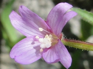 00 Epilobium montanum: stimma crociato