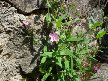 2010-08-07_8 rif Calvi 062