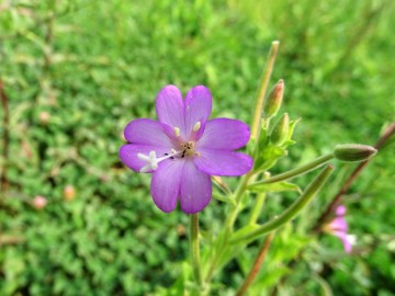 2021-09-08-fiori-Scerne-di-Pineto-27