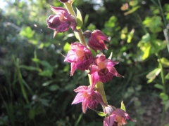 Epipactis atropurpurea