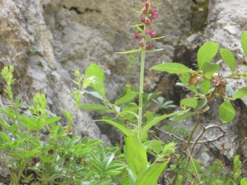 2009-07-24 cima Tombea 132