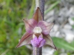 Epipactis helleborine