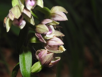 2018-08-04 Vallesinella Epipactis leptochila neglecta (10)