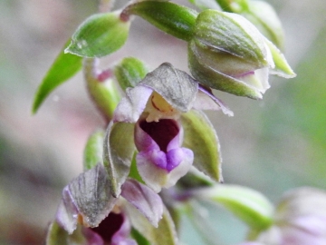 2018-08-04 Vallesinella Epipactis leptochila neglecta (11)