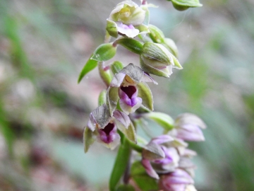 2018-08-04 Vallesinella Epipactis leptochila neglecta (12)