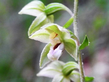 2018-08-04 Vallesinella Epipactis leptochila neglecta (13)