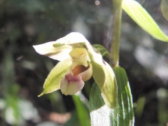 Epipactis leptochila sbs.neglecta