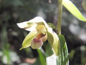 2018-08-04 Vallesinella Epipactis leptochila neglecta (17)