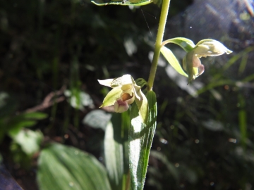 2018-08-04 Vallesinella Epipactis leptochila neglecta (21)