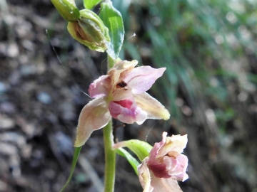 2018-08-04 Vallesinella Epipactis leptochila neglecta (26)