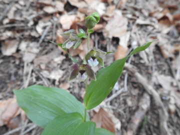 2018-08-04 Vallesinella Epipactis leptochila neglecta (33)