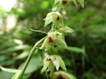 2014-07-24 epipactis caregno 004