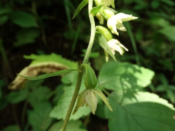 2014-07-24 epipactis caregno 006