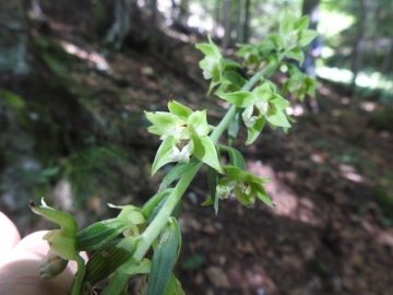 2018-07-25 Epipactis muelleri(14)