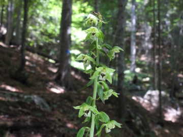 2018-07-25 Epipactis muelleri(17)