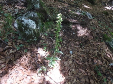 2018-07-25 Epipactis muelleri(18)