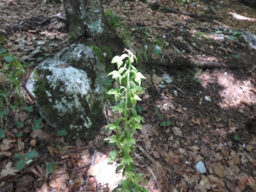 2018-07-25 Epipactis muelleri(19)