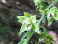 Epipactis muelleri