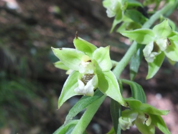 2018-07-25 Epipactis muelleri(20)