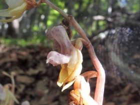 2018-07-25 Epipogium aphyllum (37)