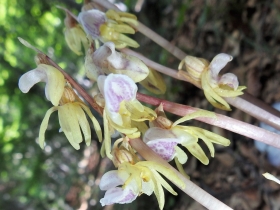 2018-07-25 Epipogium aphyllum (46)