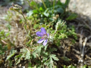 2018-06-22 A Matera (22)