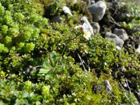 2013-04-14 Val Vertova - Barbata 003