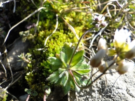 2013-04-14 Val Vertova - Barbata 006