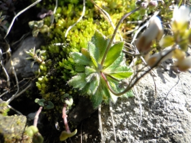 2013-04-14 Val Vertova - Barbata 007