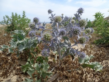 2023-05-29-Castellammare-s.Golfo-110