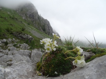 2024-06-16-Camino-fiori-117