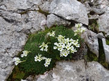 2024-06-16-Camino-fiori-127