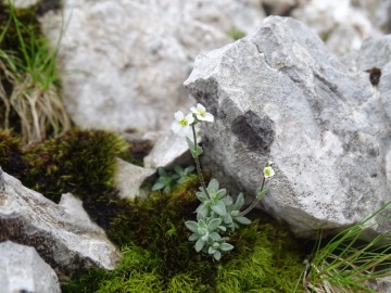 2024-06-16-Camino-fiori-130