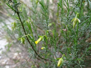 2015-05-24 monte Cas Campione 004.JPG