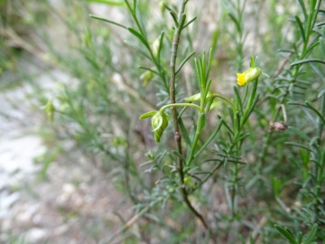 2015-05-24 monte Cas Campione 007.JPG