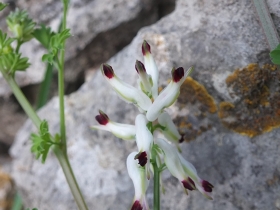 2014-04-02  salita alla Pieve Tremosine 009