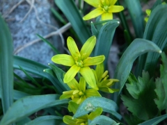 Gagea lutea