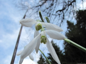 Galanthus nivalis