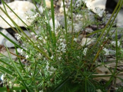 Galium album