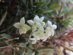 Galium anisophyllon