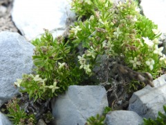 Galium baldense