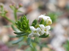 Galium montis-arerae