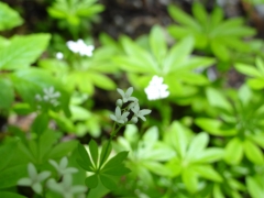 Galium odoratum