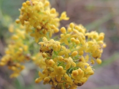 Galium verum