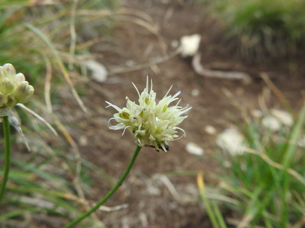 2019-08-08-cima-Trappola-Allium-ochroleucum-17