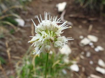 2019-08-08-cima-Trappola-Allium-ochroleucum-10