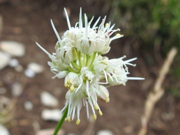 2019-08-08-cima-Trappola-Allium-ochroleucum-12